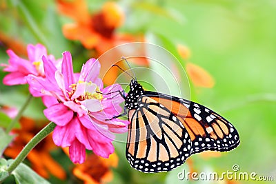 Monarch butterfly Stock Photo