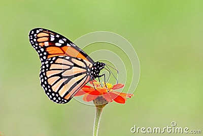Monarch butterfly Stock Photo