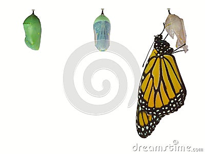 Monarch Butterfly Stock Photo