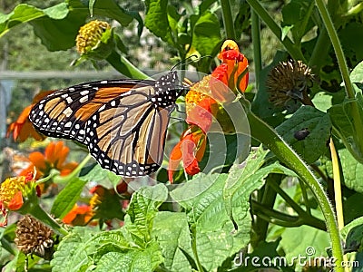 Monarch Butterfly in August in Summer Stock Photo