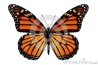 Monarch Butterfly Stock Photo