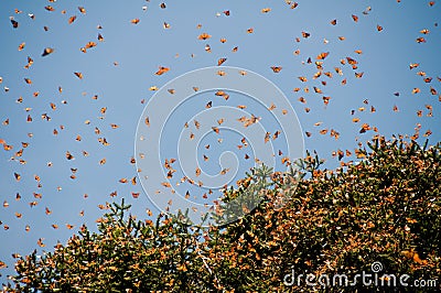 Monarch Butterfly Biosphere Reserve, Mexico Stock Photo