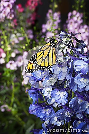 Monarch Butterfly on Blue Delphinium Flowers Stock Photo