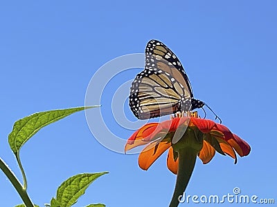 Monarch Butterfly and Blue Sky in August in Summer Stock Photo