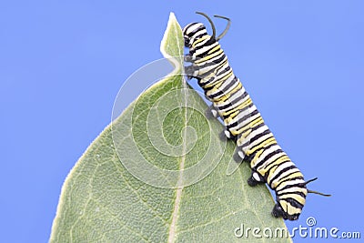 Monarch Butterfly Caterpillar (danaus plexippus) Stock Photo