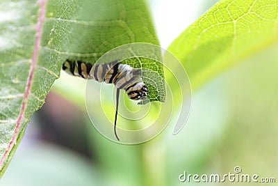 Monarch Butterfly Caterpillar Eating Milkweed Plant Leaf Stock Photo