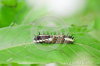 Monarch butterfly caterpillar on green leaf background Stock Photo