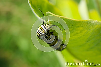 Monarch Butterfly Caterpillar Larvae Stock Photo