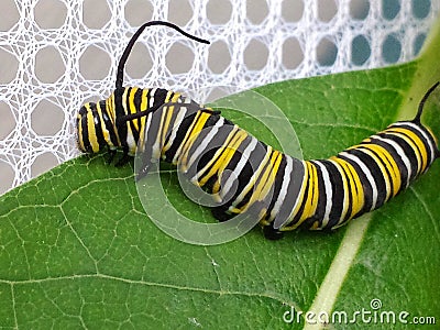 Monarch Butterfly Caterpillar on Milkweed Leaf Stock Photo