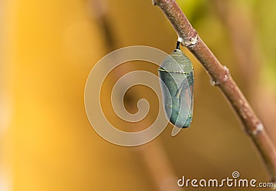 Monarch Butterfly Chrysalis Stock Photo