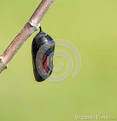 Monarch Butterfly Chrysalis Stock Photo