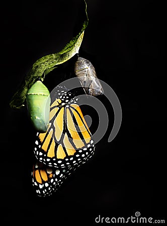 Monarch Butterfly Clinging to Empty Chrysalis Stock Photo