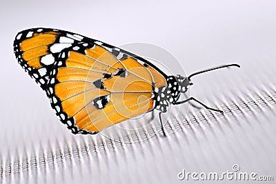 Monarch butterfly on cloth Stock Photo