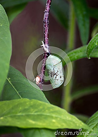 Monarch butterfly cocoon close up Stock Photo