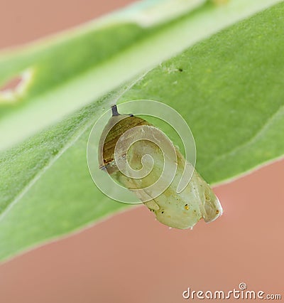 Monarch butterfly cocoon Stock Photo