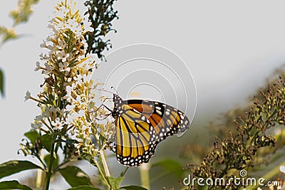 Monarch butterfly collecting nectar from the butterfly bush. The orange and black wings to the side while he pollinates. Stock Photo