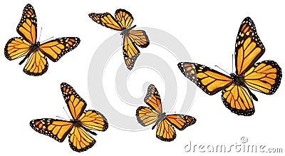 Monarch Butterfly Collection Stock Photo