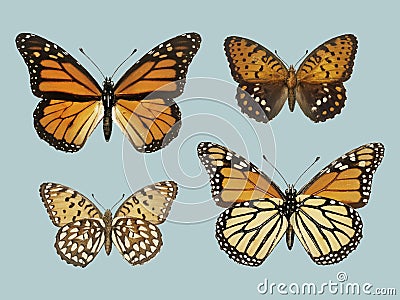 Monarch Butterfly Danais Archippus from Moths and butterflies Stock Photo