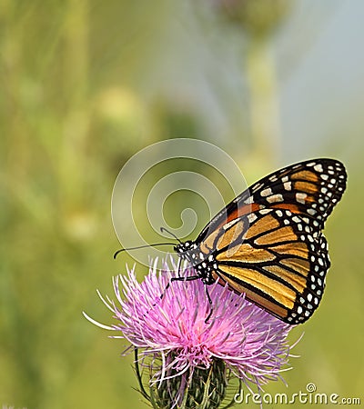 Monarch Butterfly, Danaus plexippus Stock Photo