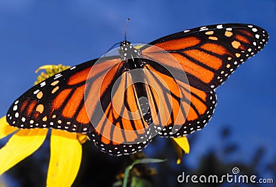 Monarch Butterfly (Danaus plexippus) Stock Photo