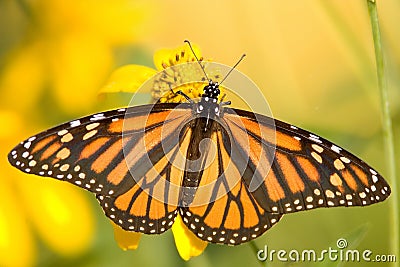 Monarch Butterfly - Danaus plexippus Stock Photo