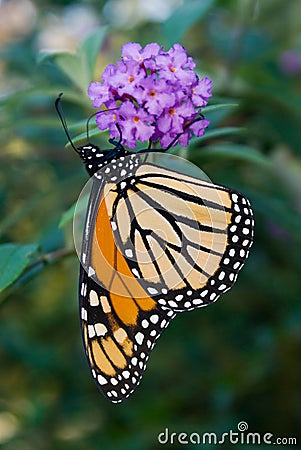 Monarch Butterfly (Danaus plexippus) Stock Photo