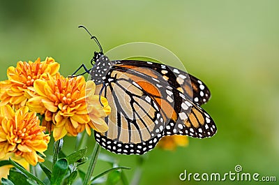 Monarch butterfly (Danaus plexippus) during autumn migration Stock Photo