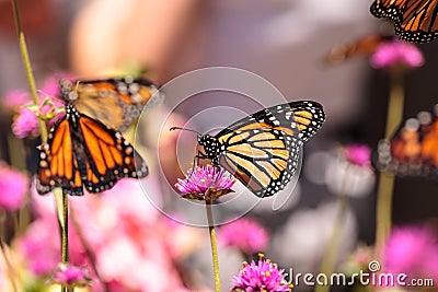 Monarch butterfly, Danaus plexippus Stock Photo