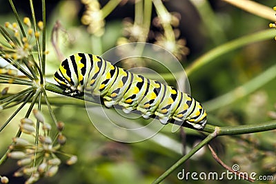 A Monarch butterfly (Danaus plexippus) caterpillar Stock Photo