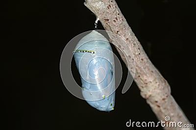 Monarch Butterfly danaus plexippus Chrysalis Stock Photo