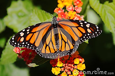 Monarch Butterfly (danaus plexippus) on Flowers Stock Photo