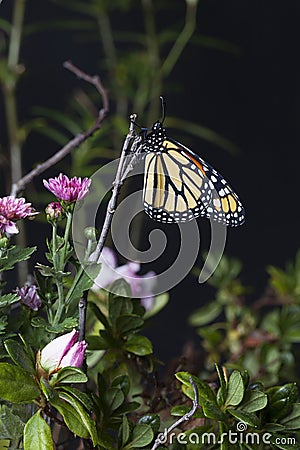 Monarch Butterfly (Danaus plexippus) in Garden Stock Photo