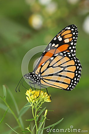 Monarch Butterfly (Danaus plexippus) on goldenrod Stock Photo