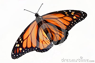 Monarch Butterfly (danaus plexippus) Isolated Stock Photo