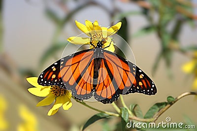 Monarch Butterfly (danaus plexippus) in spring Stock Photo