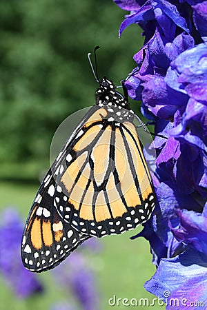 Monarch Butterfly on Delphinium Stock Photo