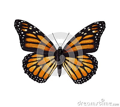 Monarch butterfly Cartoon Illustration