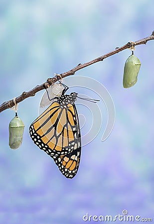 Monarch Butterfly drying wings next to two Chrysalides Stock Photo