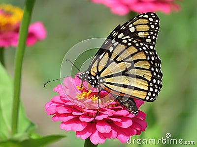 Monarch Butterfly Feeding on the Pink Flower in August Stock Photo