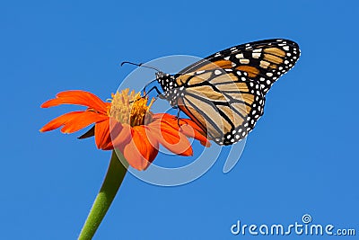 Monarch Butterfly feeding on zinnia flower Stock Photo