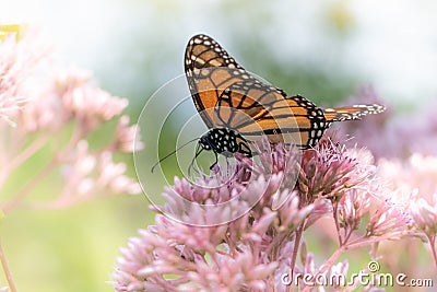 A monarch butterfly feeds on pink flowers in a dreamy meadow Stock Photo