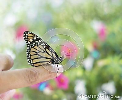 Monarch butterfly on a finger Stock Photo