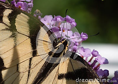 Monarch Butterfly on a flower Stock Photo