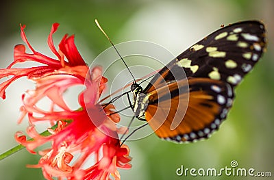 Monarch Butterfly on flower Stock Photo