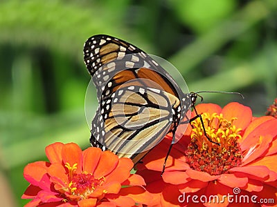 Monarch Butterfly in the Green Garden During August Stock Photo