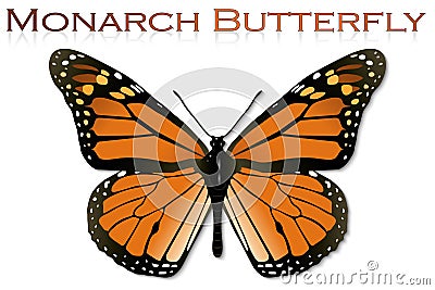 Monarch Butterfly Stock Photo