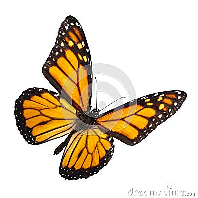 Monarch Butterfly Isolated on White Stock Photo