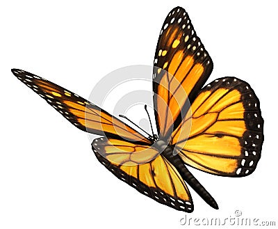 Monarch Butterfly Angled Stock Photo