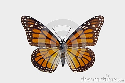 Monarch butterfly isolated on white backgrounds, milkweed butterfly, Nymphalidae Stock Photo