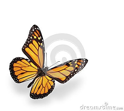 Monarch butterfly isolated on white with shadow Stock Photo